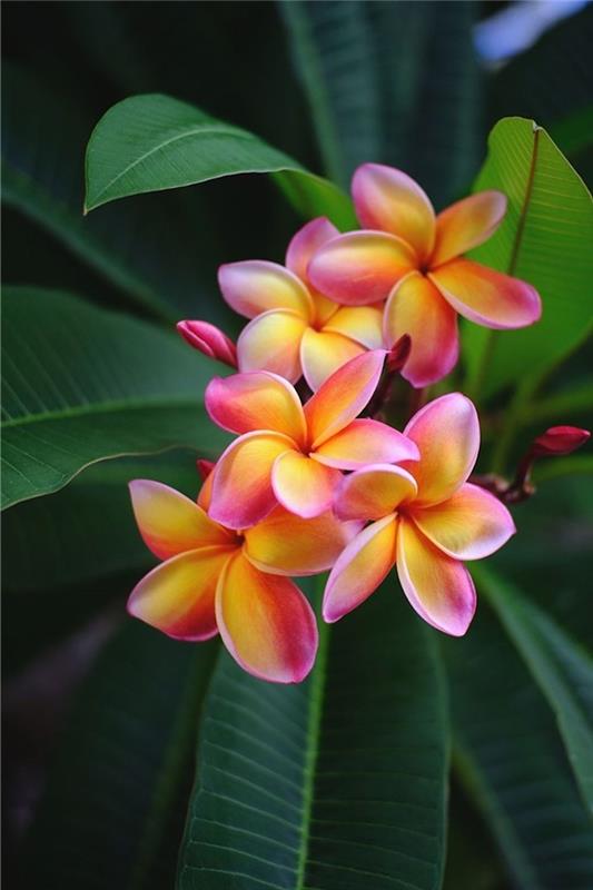 sarı ve pembe gibi canlı renklerde kalın yaprakları ile hawaii'nin frangipani çiçeği