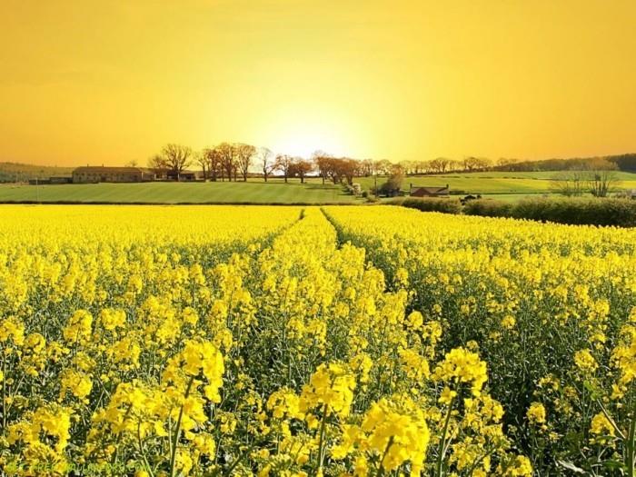 geltona-gamta-foto-saulė-pavasario-pavasario gėlės-graži nuotrauka