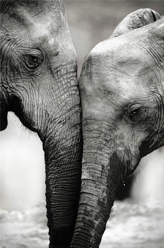siyah-beyaz-manzara-siyah-beyaz-fotoğrafçılık-sevgi dolu-filler