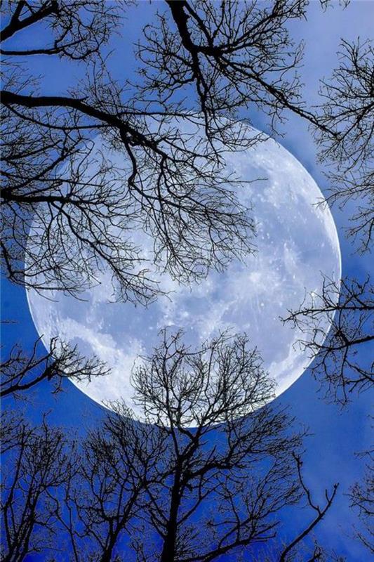 pilnatis-didysis mėnulis ir medžių šakos