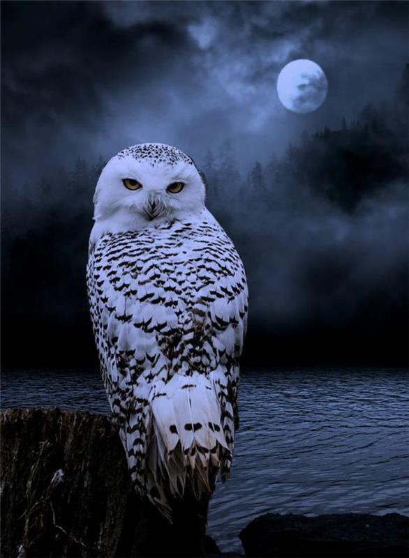 pilnaties nakties paukštis-sidabro plunksna