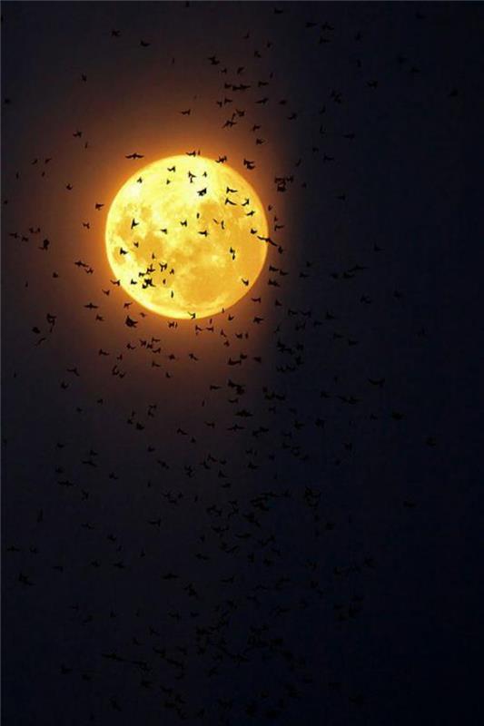 pilnatį skraidantys paukščiai-po mėnuliu švyti