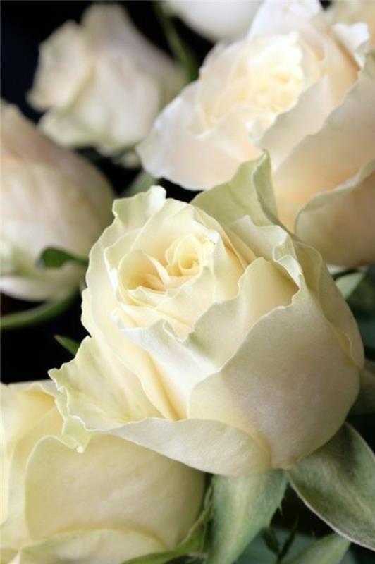 -belo-vrtnica-kaj-je-pomen-bele-vrtnice-šopek-rož