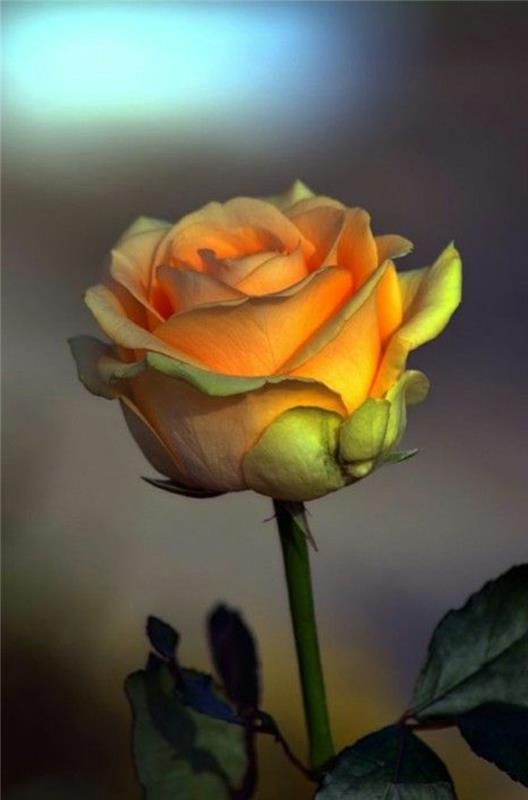 rumena vrtnica-pomen-vrtnice-kaj-je-pomen-rumene vrtnice