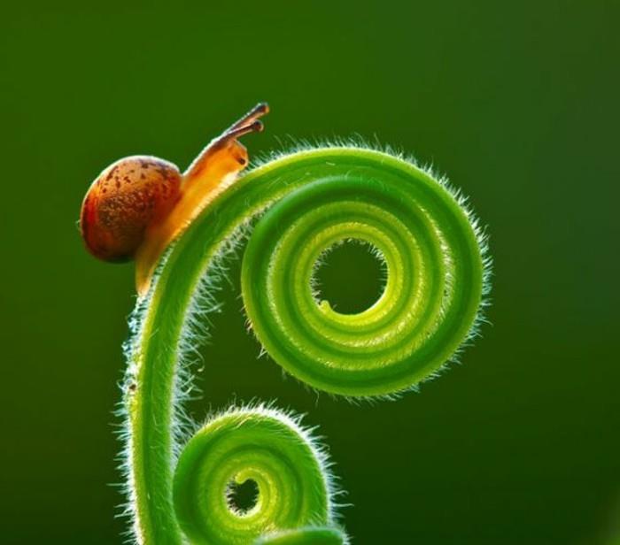 „Fibonači-sekos-žalio augalo-mažosios sraigės“ dydis pakeistas