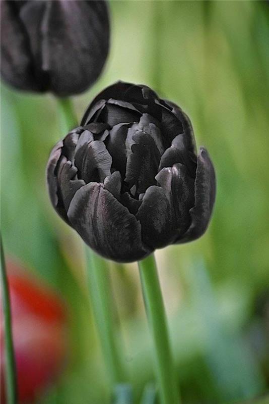 juoda tulpė-gėlė-žalia-ir-gražios-gėlės-graži-bijūnas-magnol-tulpė