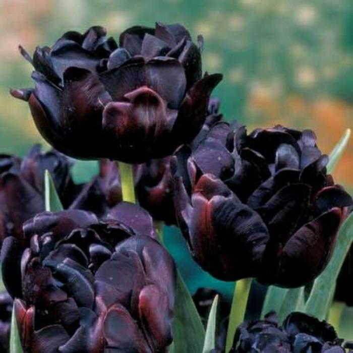 siyah-lale-çiçek-yeşil-ve-güzel-çiçekler-farklı-çiçek