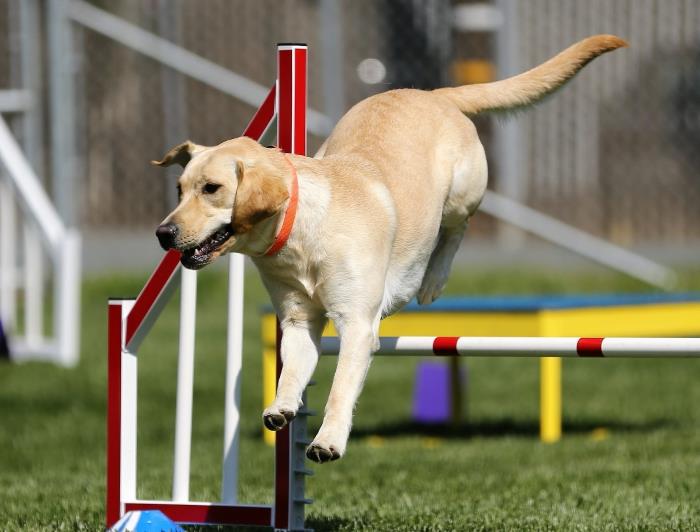 atletik bir köpek için protein ve vitamin açısından zengin uygun mama, atletik köpeklerde kas yenilenmesini teşvik eden mama taneleri