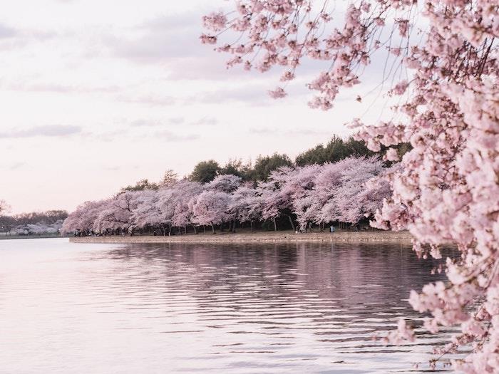 Fantazijska pokrajina češnjevih cvetov, kul japonska ozadja, rožnate in jezerske tapete, lepa slikovna ideja za uporabo