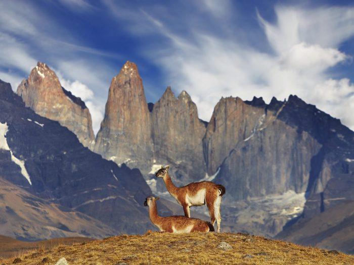 Lama Peru kalnai, gražiausios pasaulio vietos, kraštovaizdžio vaizdai, gražiausios pasaulio vietos
