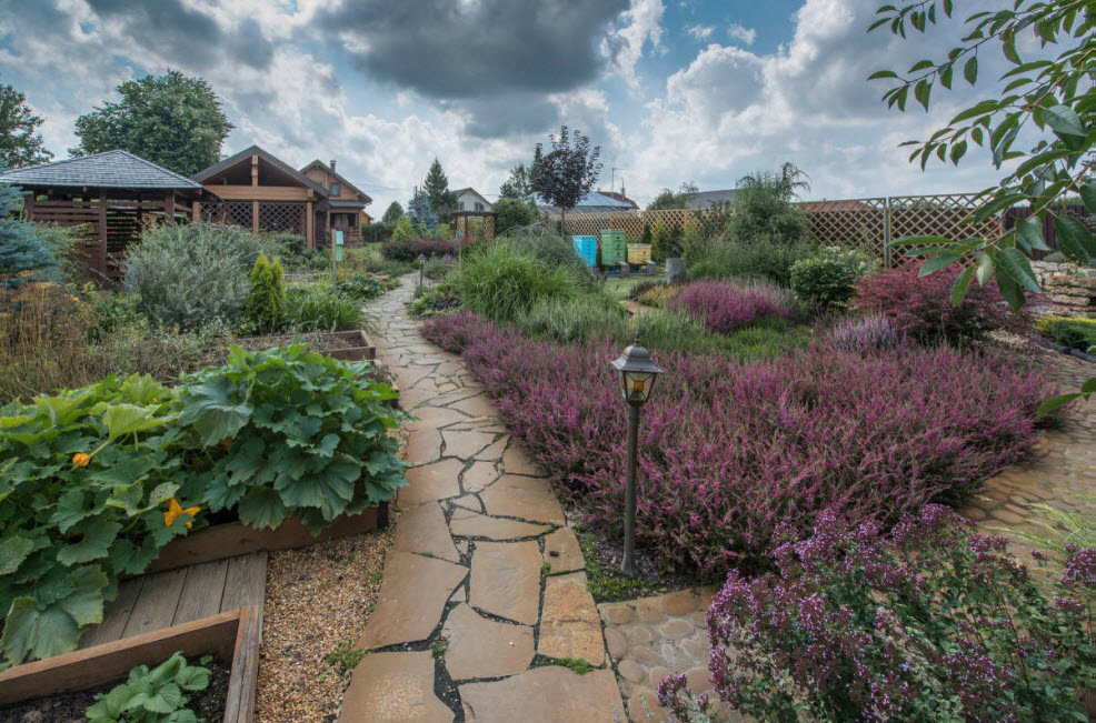 Abundancia de plantas