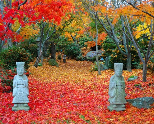 Japoniško stiliaus. Japoniškas klevas rudenį