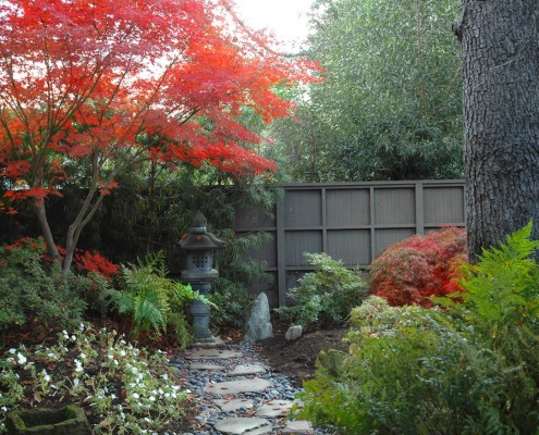 Estilo japones. Arce japonés en otoño