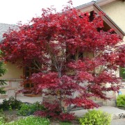 Un árbol muy hermoso con hojas rojas puede convertirse en un verdadero acento de toda la composición.