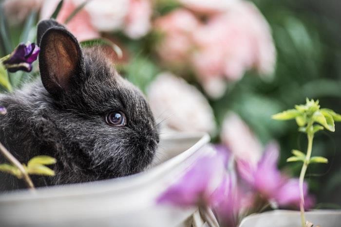 Gražus zuikio vaizdas vazonėlyje, sakantis „Happy Easter“, „Happy Easter“ atvirukas su pilku zuikiu