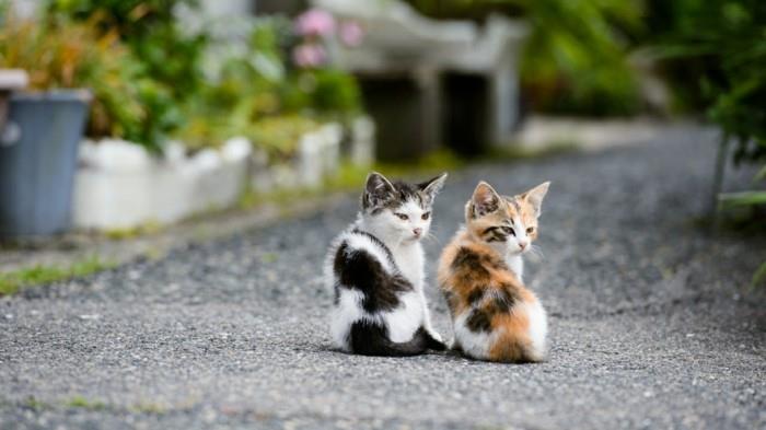 sevimli-yavru kedi-boyama-sevimli-yavru-harika-fotoğrafçılık-iki-sevimli-yavru kedi