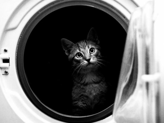 blog-sanatçı-fotoğraf-siyah-ve-banktan-fotoğraf-in-the-veiselle-sevimli-yavru kedi