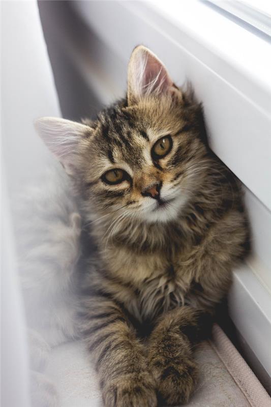 Kızlar için masaüstü duvar kağıdı manzara sevimli kedi yavrusu bilgisayar duvar kağıdı güzel fotoğraf
