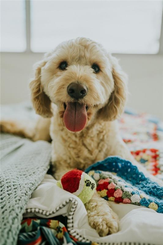 Orijinal duvar kağıdı bahar duvar kağıdı sevimli köpek seçmek için hangi fotoğraf