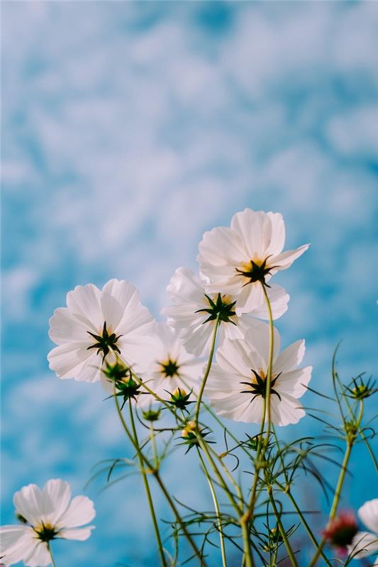 Modro nebo in belo cvetje, lepa pomladna podoba, cvetlična ozadja pokrajina, podoba cvetja