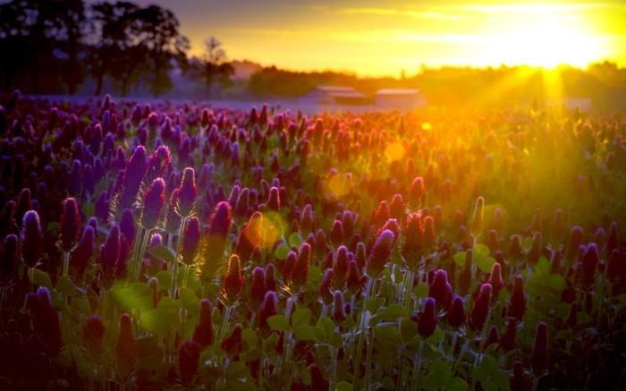 sončni zahod-cvet-lepote-v-vijoličastem-luščenju-fotografija-krajine-čiščenje-gora