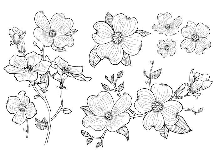 Najlepše rože črno -bela risba, različni koti iste cvetlične risbe enostavne za reprodukcijo po korakih ideja risbe za reprodukcijo