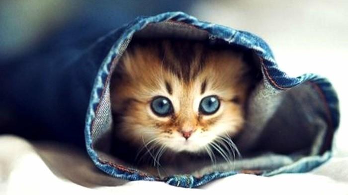 en şirin-yavru kedi-küçük kedi yavrusu