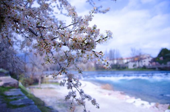 Cvetoče drevo ob morju, lepe foto ozadje pomlad, ozadje spomladanske pokrajine