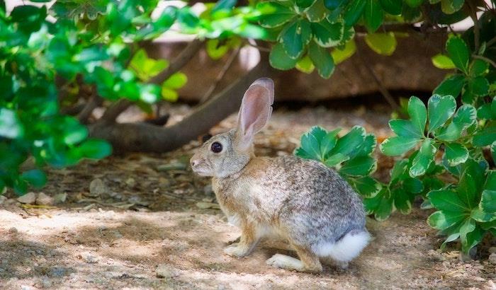Didelės mielo triušio ausys sode, gražus nemokamas Velykų vaizdas, linksmų Velykų atostogos su kaimišku atvaizdu