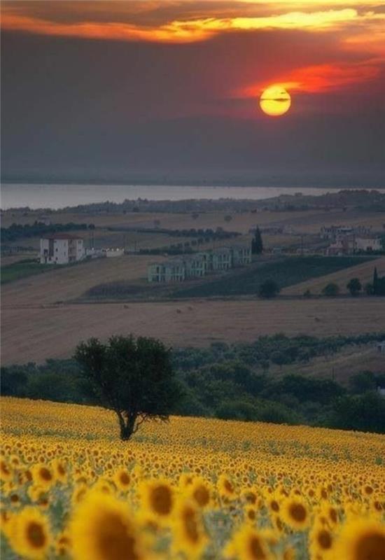 the-fields-of-italy-toskana-sončnice-kmečka hiša-toskana-italy-obisk-italy