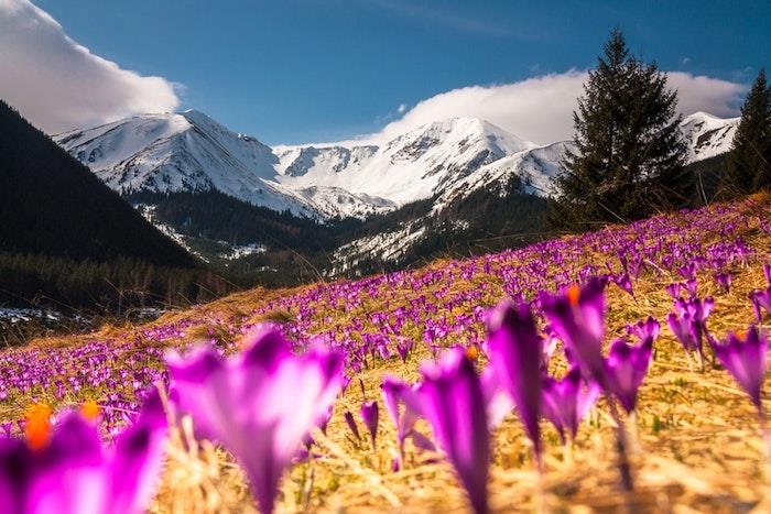 Crocus polje, lepota gore, spomladansko polje s snežnimi griči v ozadju in tisoč krokusov v fokusu