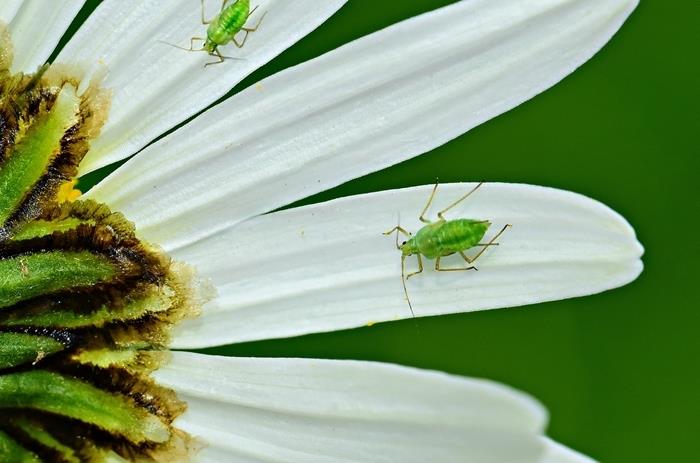 najboljša domača sredstva naravne metode majhne žuželke uporabni nasveti za vrt