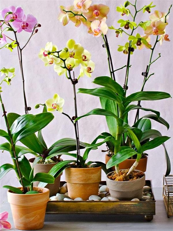 najlepše-orhideje-kako-jih-uporabiti-kot-dekorativni-medij