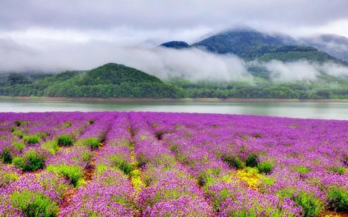 gražiausių pasaulio gėlių kraštovaizdžio paveikslų grožio įvaizdį