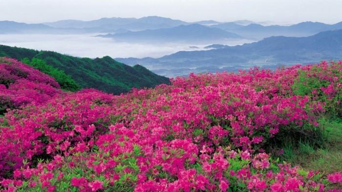 gražiausių-pasaulio-gėlių-kraštovaizdžio-kalnų nuotraukų nuotraukos