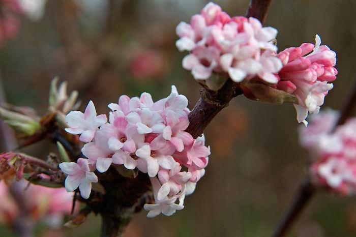 viburnum-x-bodnantense-viburnum-winter-plant-winter-gėlės