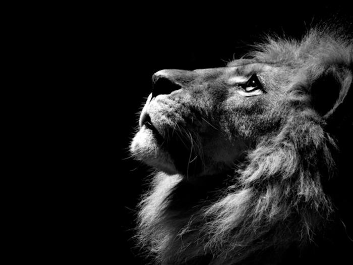 Lev črno -beli portret živali, črno -bela slika, je bele barve