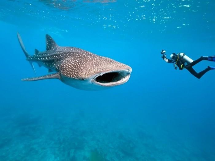 Maldivler listesindeki köpekbalıklarıyla yüzmek için ölmeden önce yapılacaklar