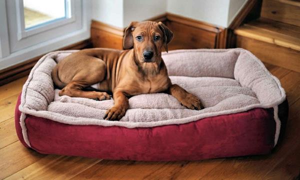 super-moemmeux-šunų lova