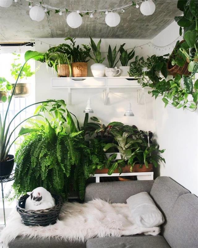 Kapalı yeşil bitkiler, modaya uygun egzotik yatak odası bitkisi, hafif çelenk, basketbol kedisi ile raf