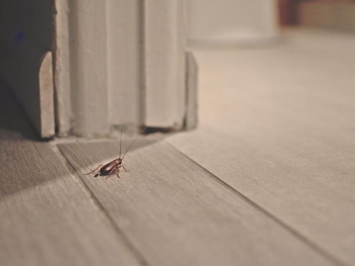 laikyti tarakonus atokiau natūraliai kontroliuoti tarakonų invaziją namo koridoriaus parketas