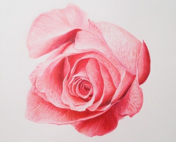 primer risanja rožnate barve, lep model odprte vrtnice z rožnatimi cvetnimi listi, ideja, kako narediti vrtnico s svinčnikom