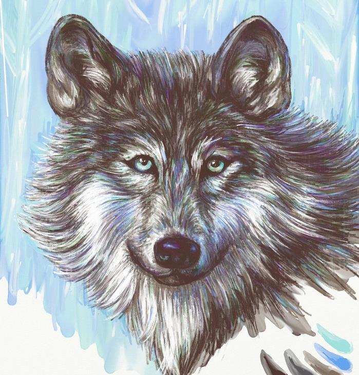 živalska glava za risanje, volk v realističnih barvah v tonih bele, sive, črne barve s pisanimi vijoličnimi in modrimi izbruhi