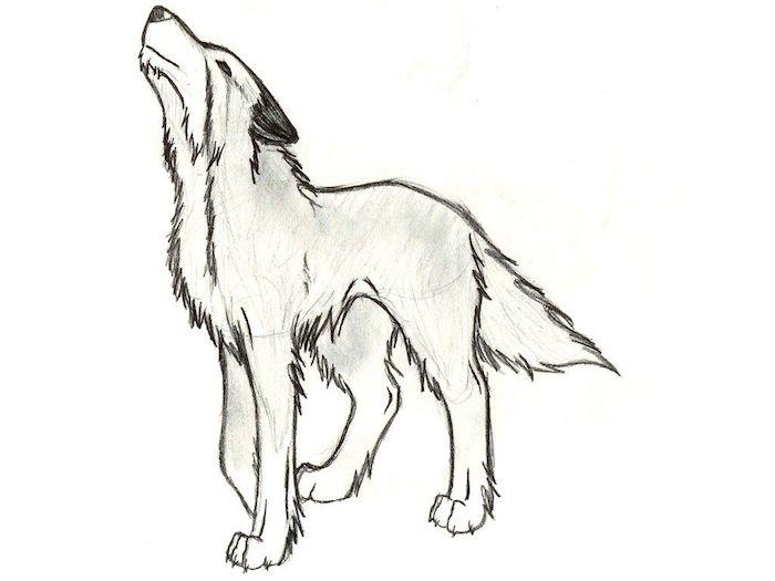 kako enostavno risati risbo, grafično podobo zavijajoče živali, izvirnega volka za reprodukcijo