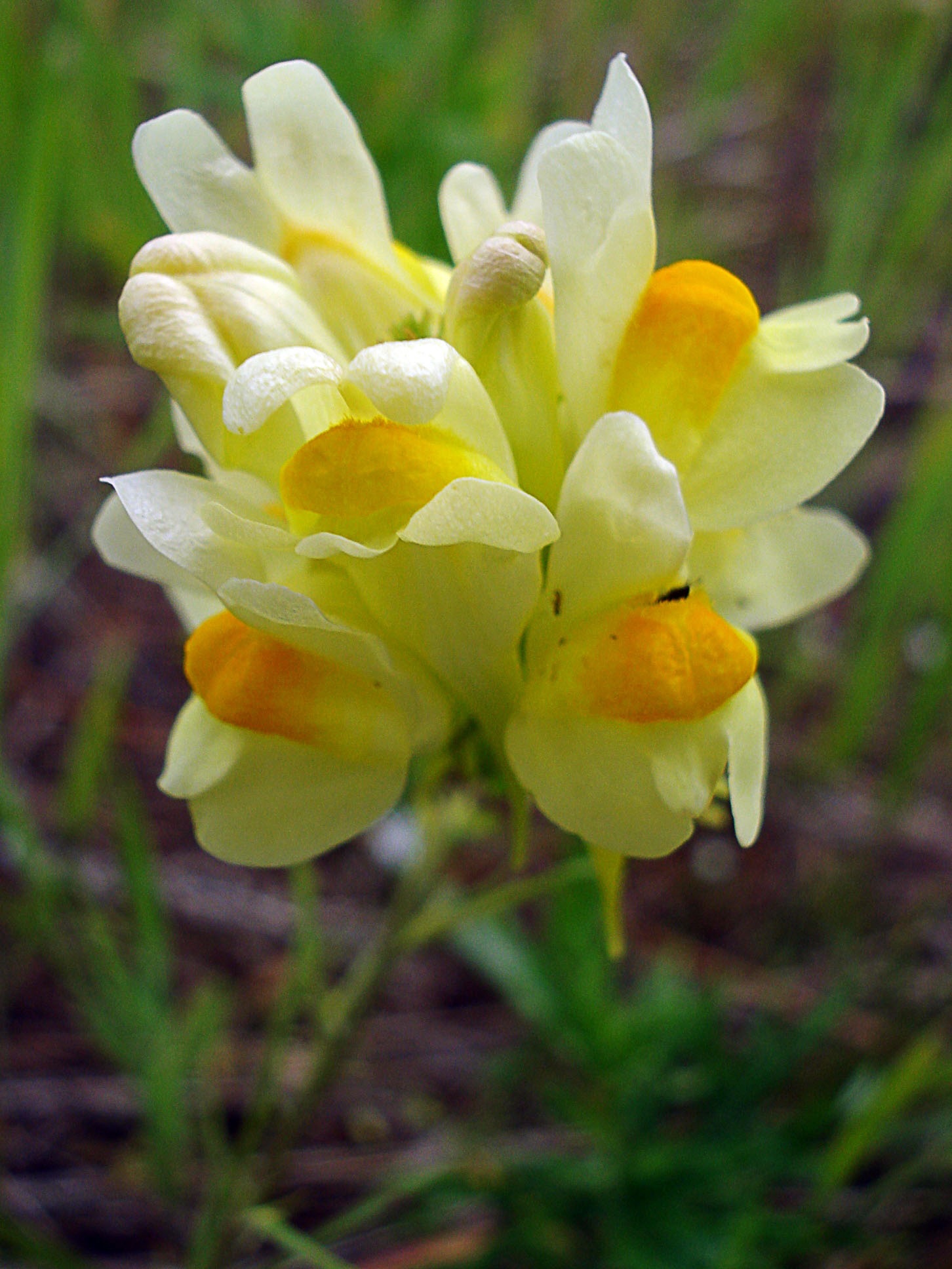 Geltonos ir baltos snapdragon gėlės