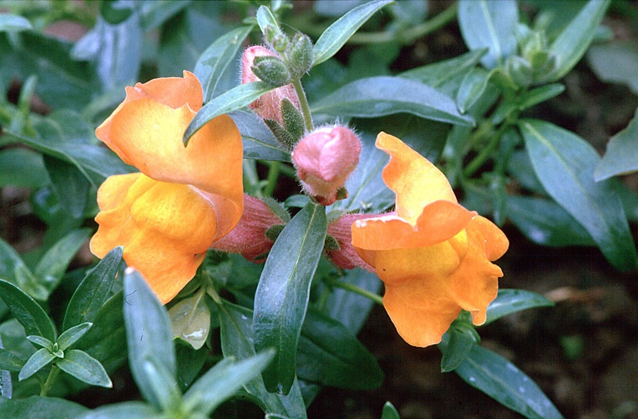 Oranžinė snapdragon