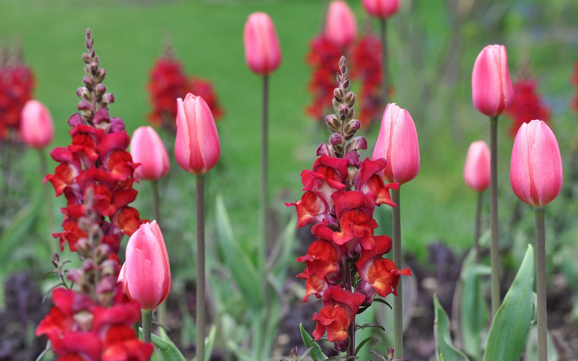 Tulpės ir snapdragonai vienoje gėlių lovoje