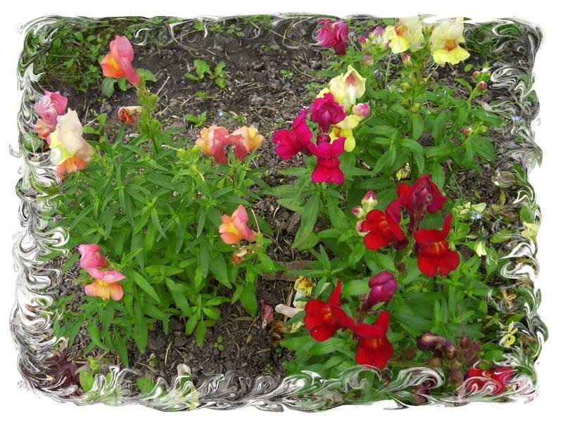 キンギョソウの花壇のバラエティ