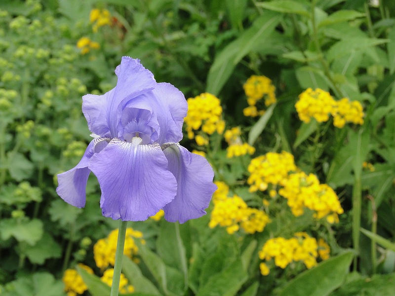 花壇にライラックが咲く