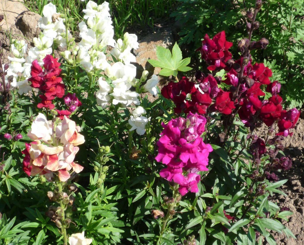 Įvairių atspalvių snapdragon gėlės